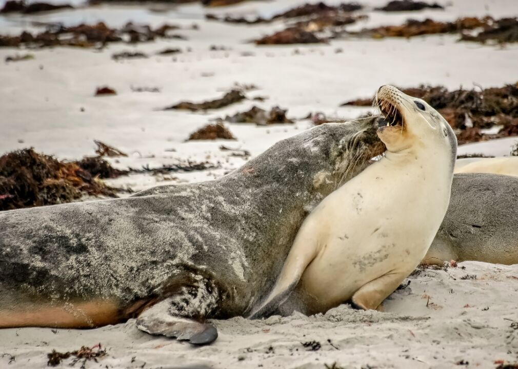 Sea lions
